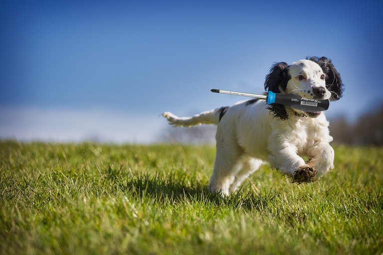 chien.tournevis.jpg