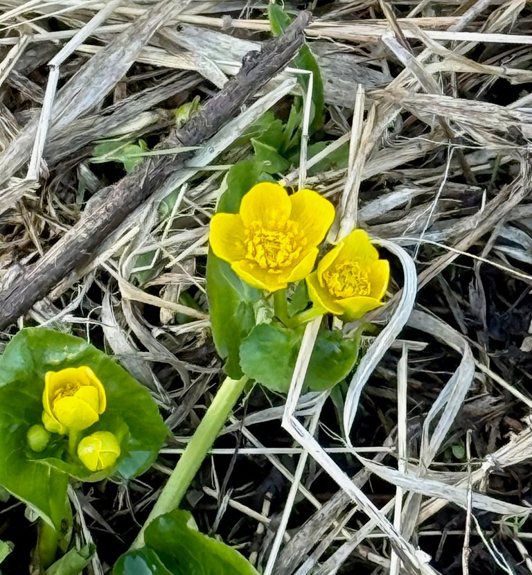 Marsh Marigolds