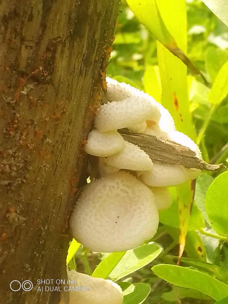 Fungi Friday