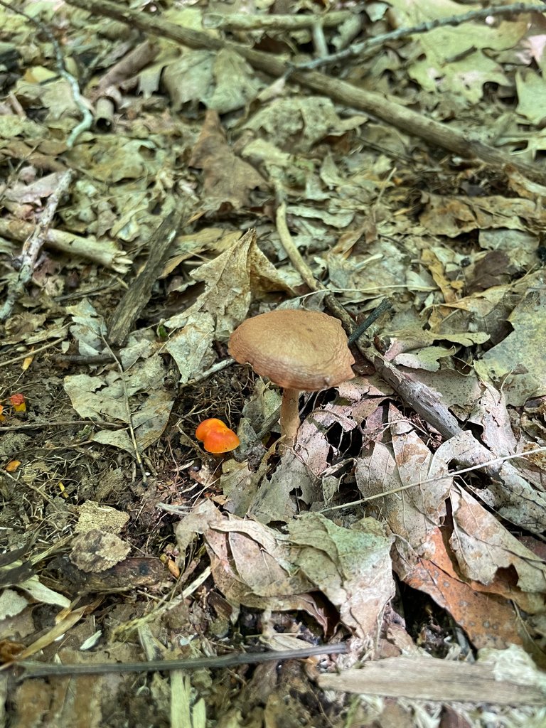 Brown mushroom with orange mushrooms