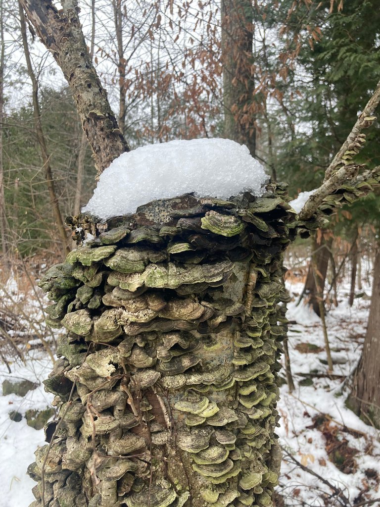 Snow and fungi