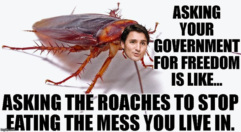 roach4.jpg