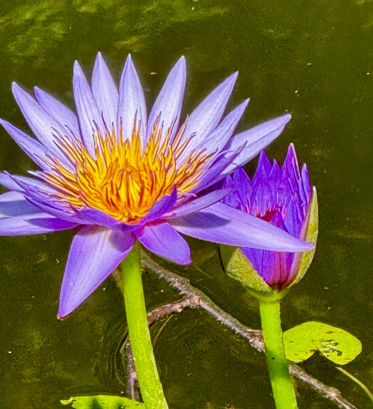 Close purple