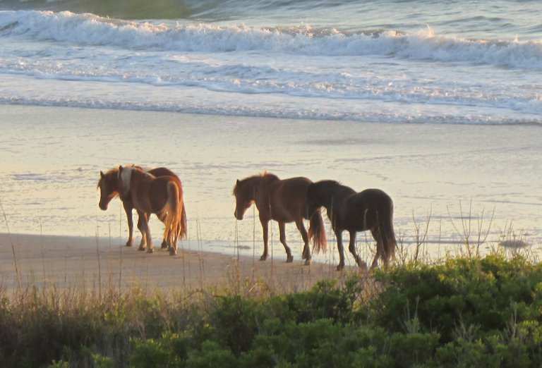 Ponies and surf
