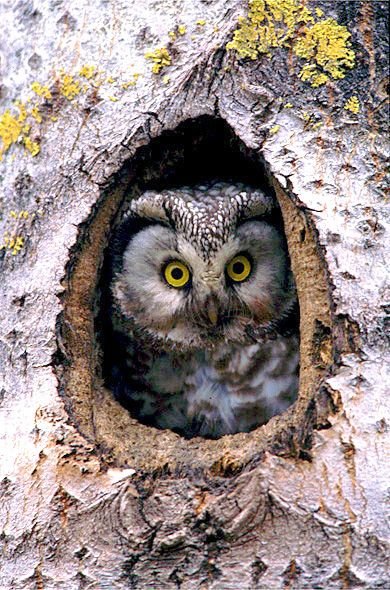 boreal_owl_aegolius_funereus_funereus_.jpg