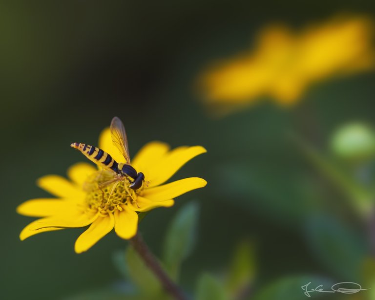 Hoverfly on Yellow Flower