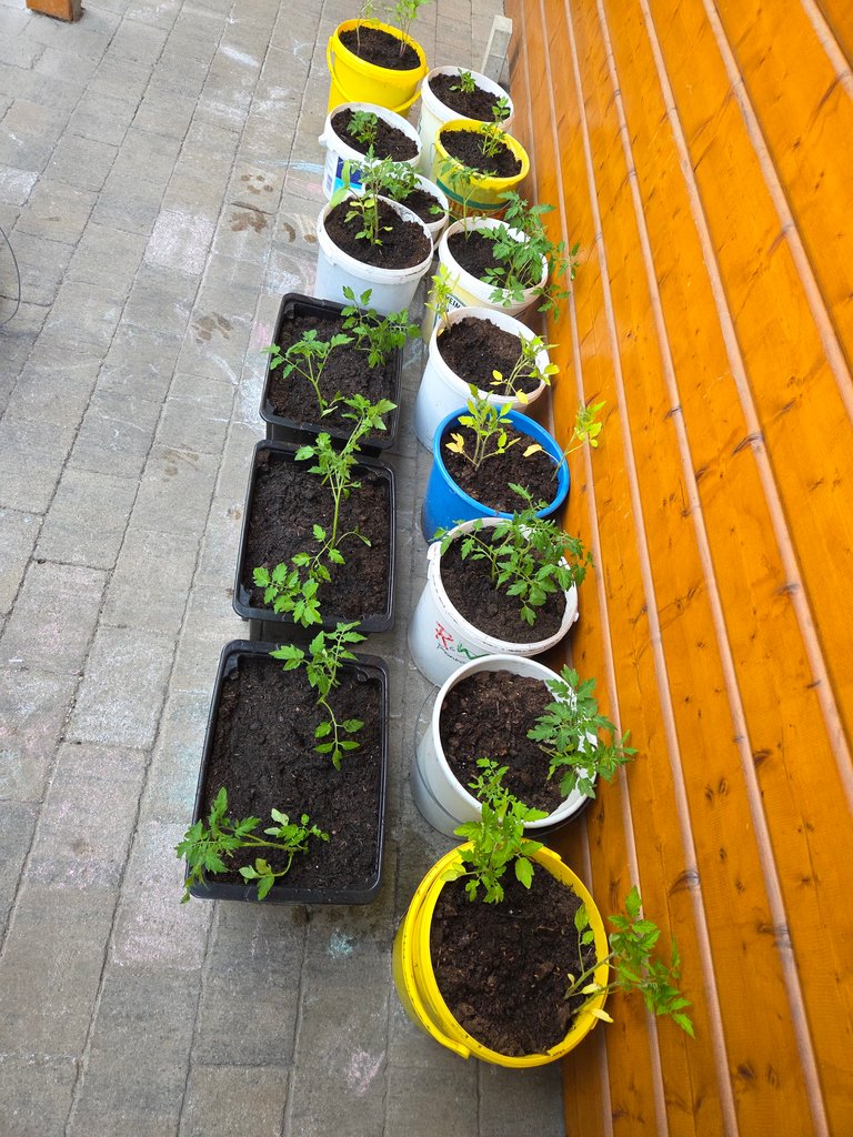 Transplanted part 2 - Umgepflanzt Teil 2