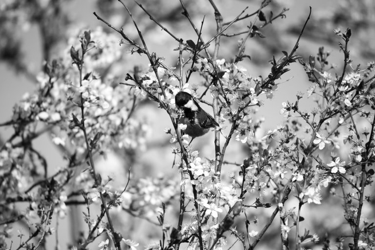 bw_coal_tit_img_6852