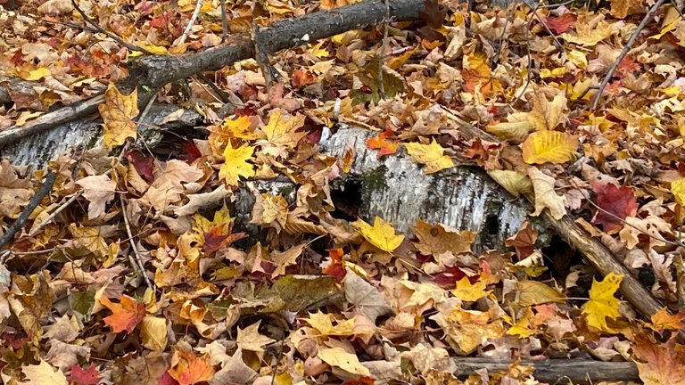 Leaves