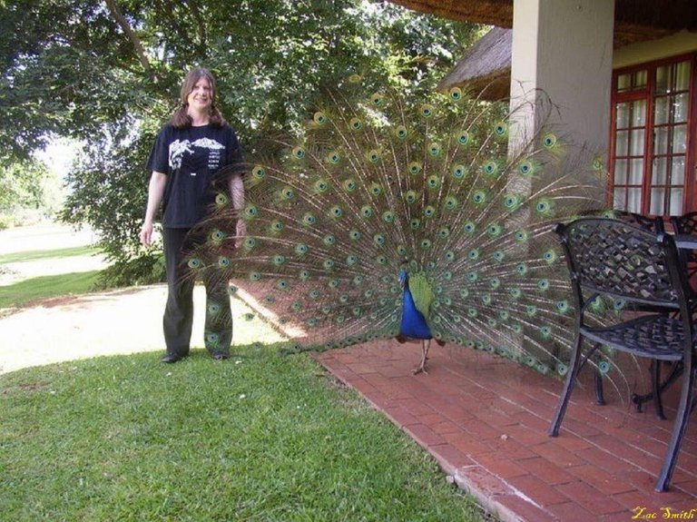 marian_and_peafowl_2_.jpg