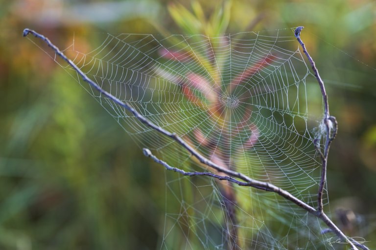 Hive AlphabetHunt Spider Web