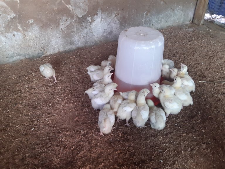 Vaccinating the birds at day 7: Making use of Lasota vaccine