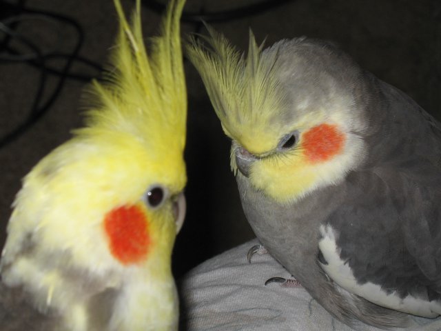 Baby and Beenie my cockatiels