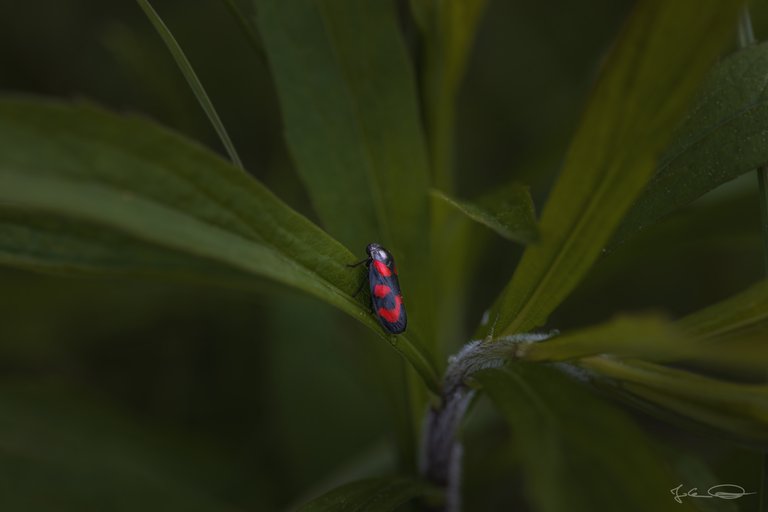 Froghopper - Cercopis Vulnerata