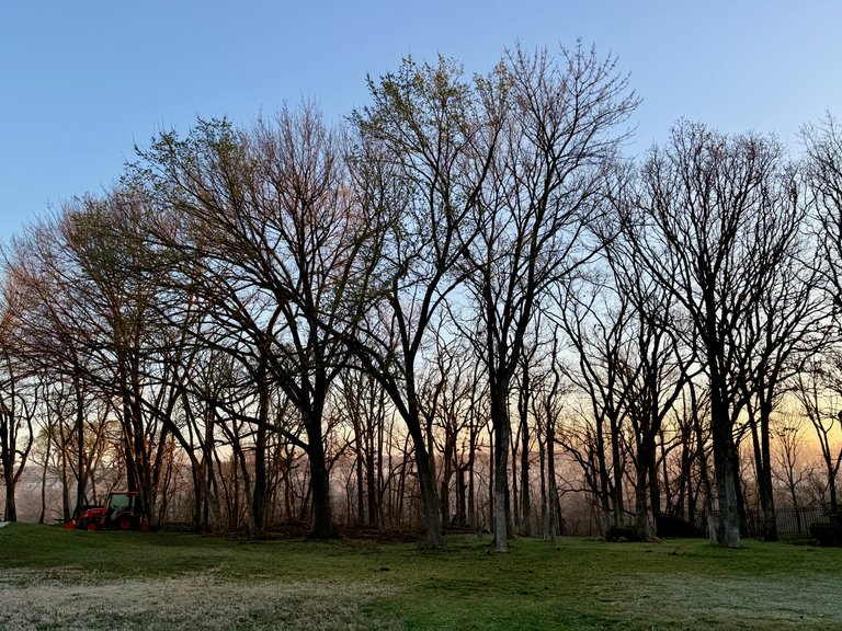 Fog and sun behind trees