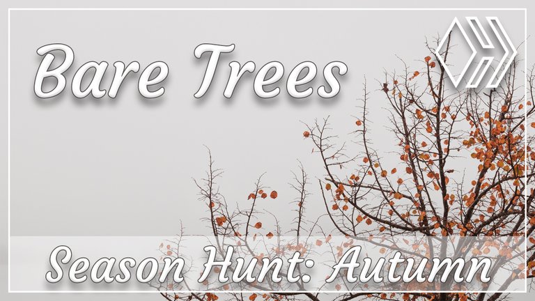 Season Hunt - Last Autumn Week - Bare Trees
