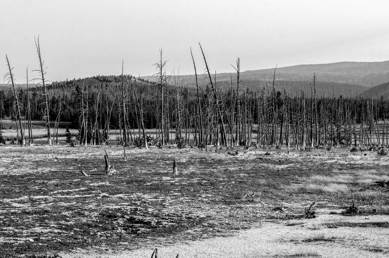 yellowstone_6_bw.jpg