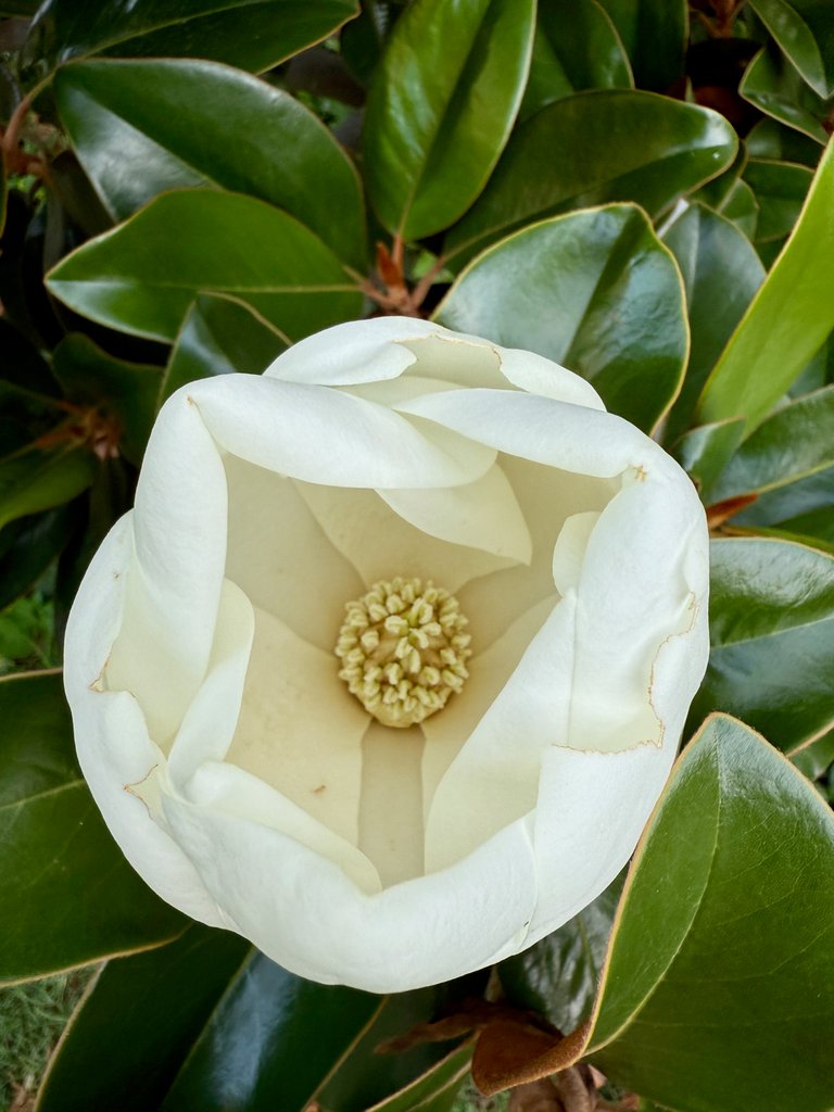 Opening