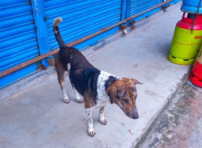 Domestic Dog