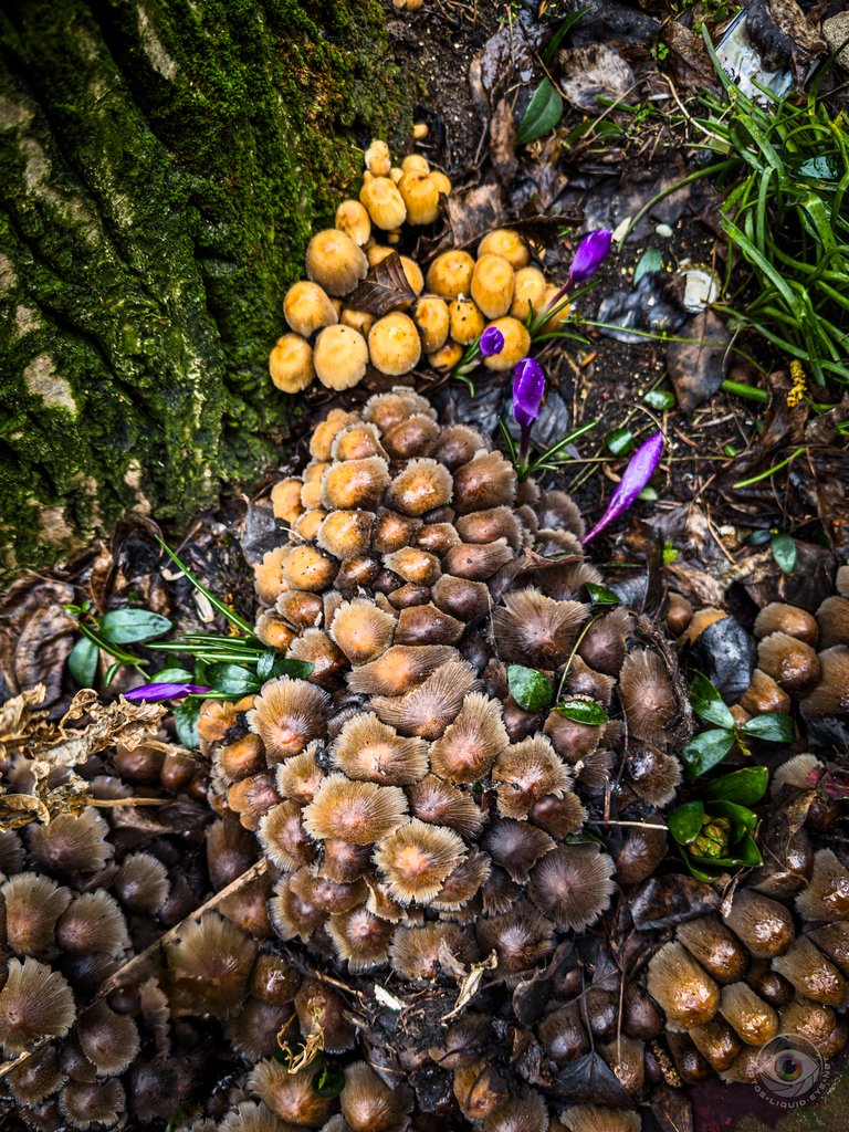 Glistening Inkcap