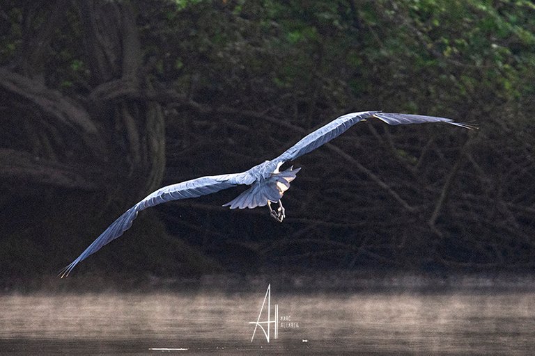 HERON