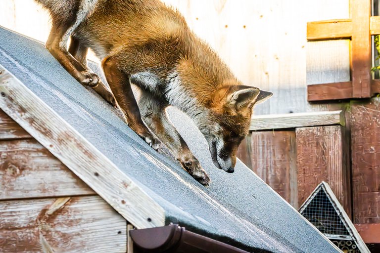 A fox explores back gardens