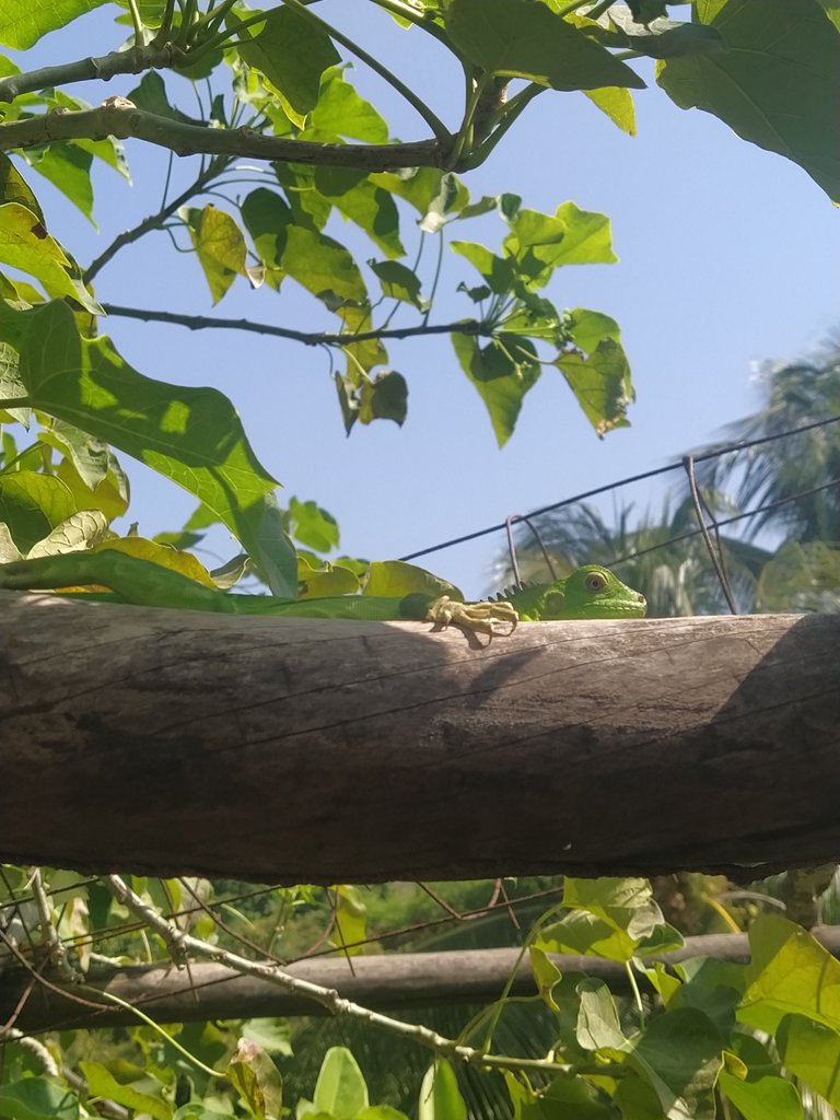Photographs of a small Iguana while taking some Sun//Fotografías de una pequeña Iguana mientras tomaba un poco de Sol 