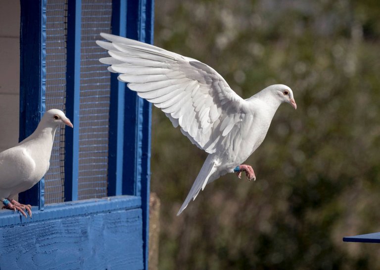 pigeon.jpg