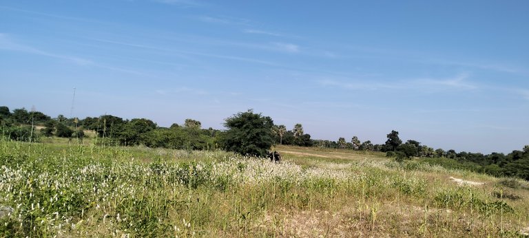 Fermented Hut with Full-blown Amaranths and Progress on Terracorehub 