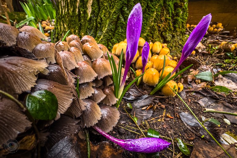 Glistening Inkcap