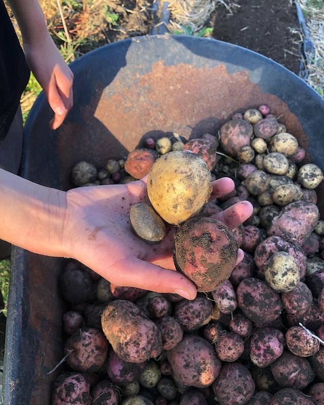 Working on my harvested potatoes 