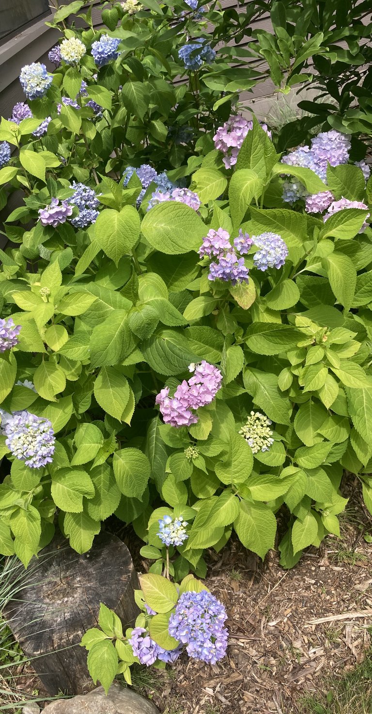 Hydrangeas