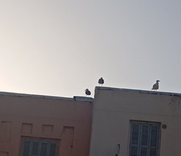 The  neighborhood's birds/ Les oiseaux du quartier