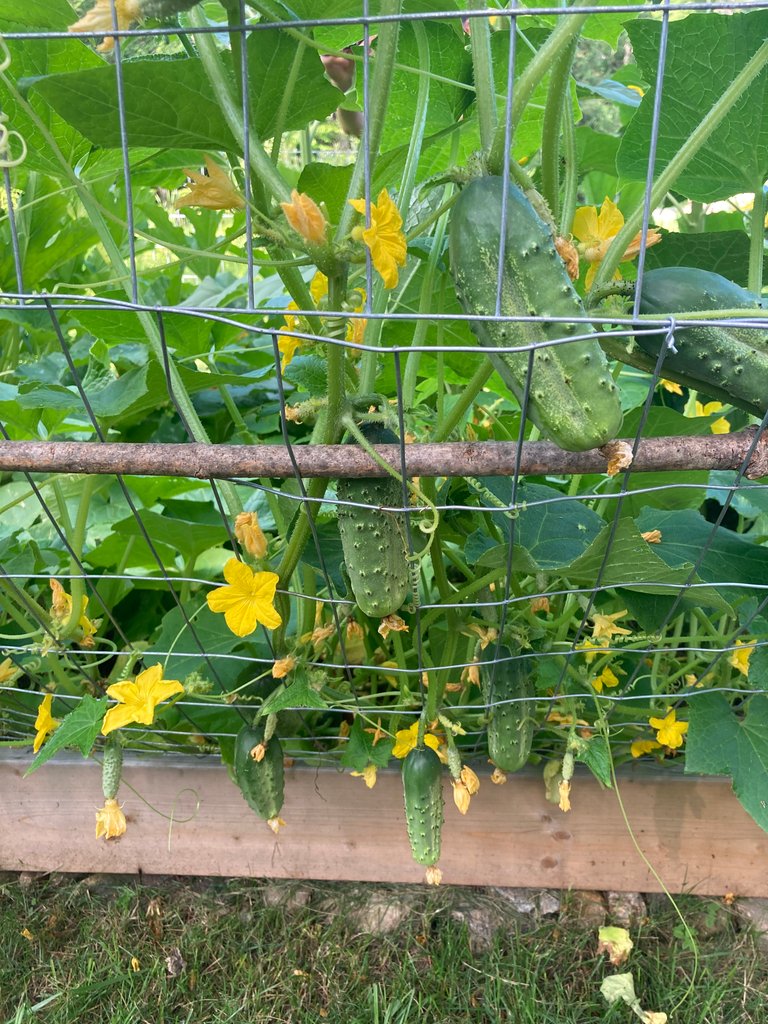 Cucumber Trellis