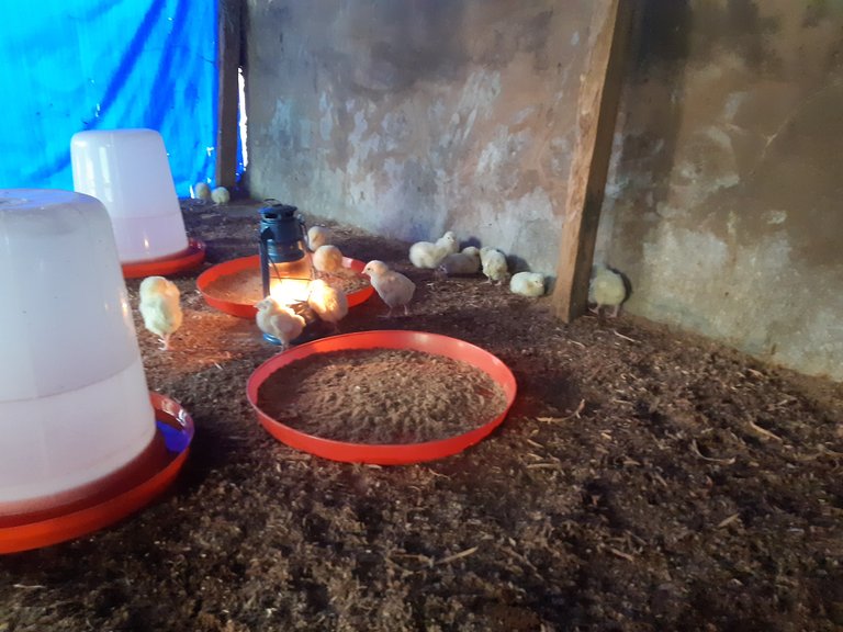 Introduce the new birds to a new environment: Starting afresh
