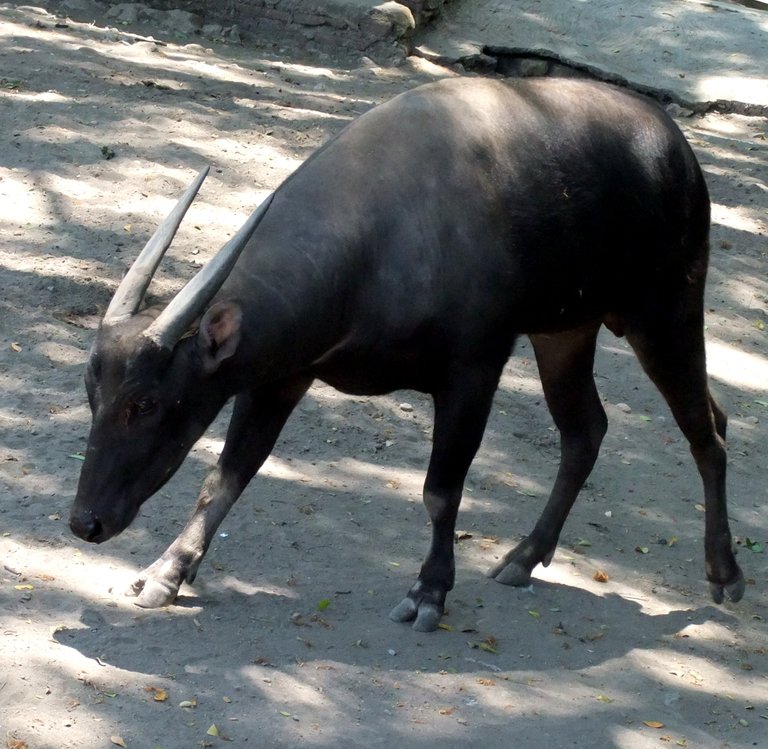 anoa_bubalus_depressicornis_surabaya_zoo.jpg