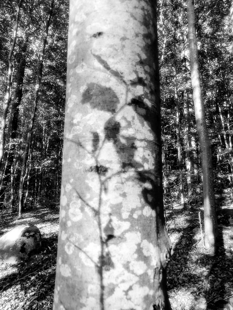p1290585_edited.jpg