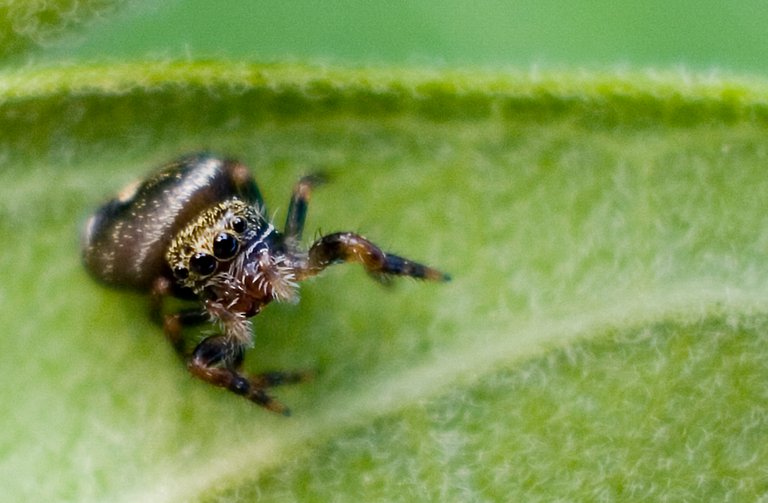 variablejumpingspider5_copy.jpg