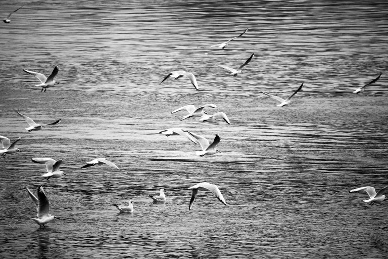 bw_birds_gull_img_9811.jpg