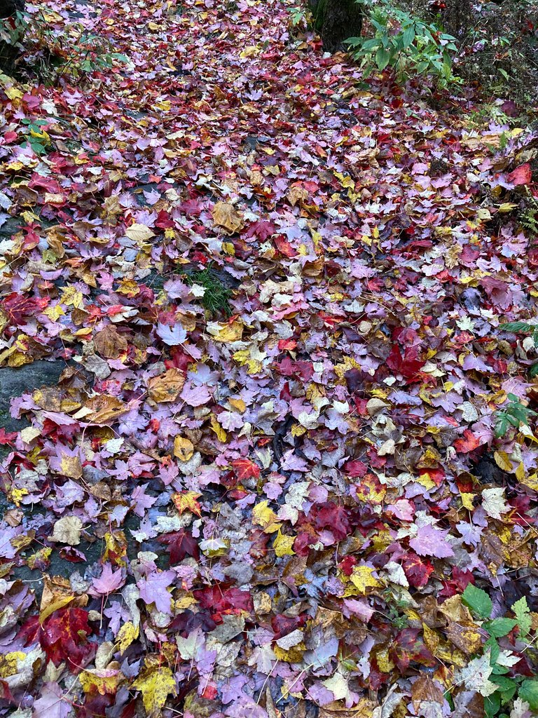 Maple Tree Deconstructed