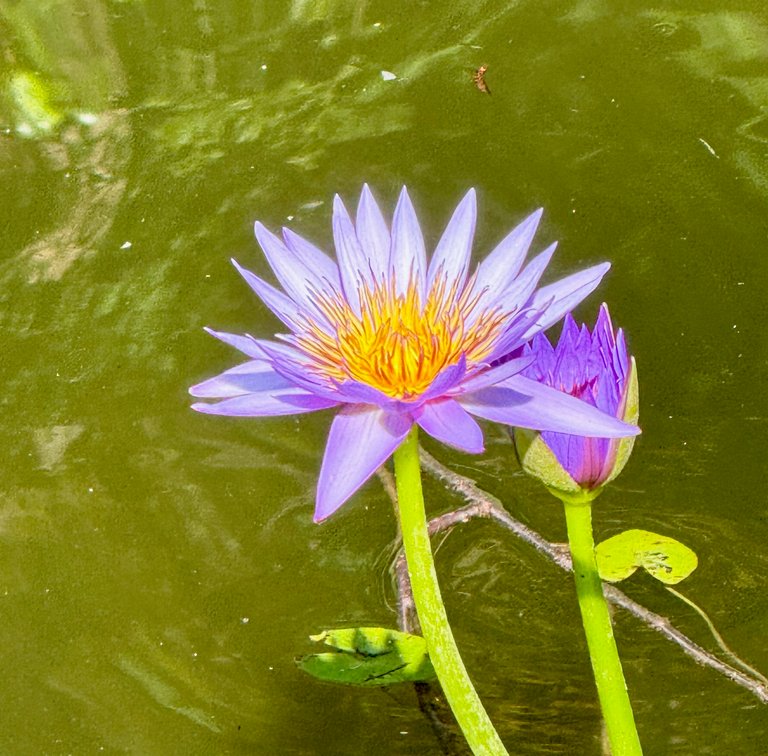 Pair