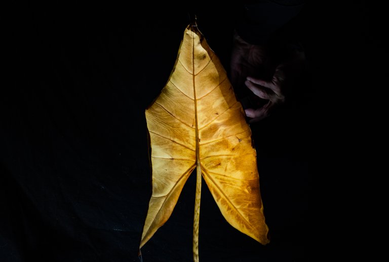 2021_10_20_dead_leaf_16_lr_2.jpg