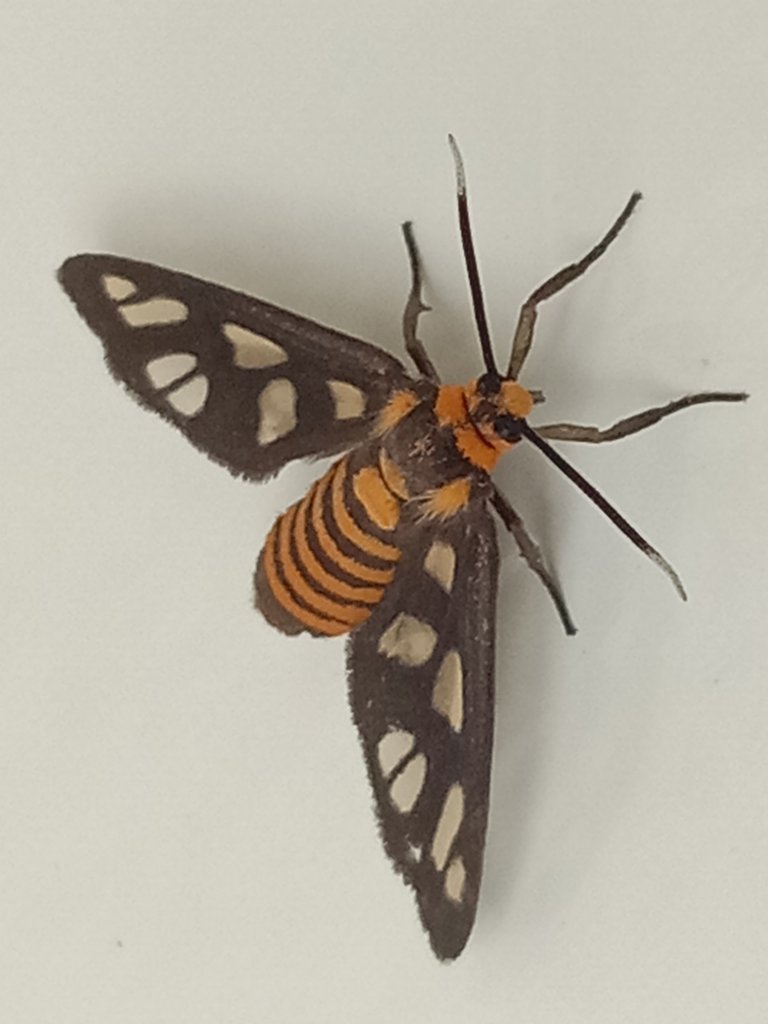 Amata huebneri