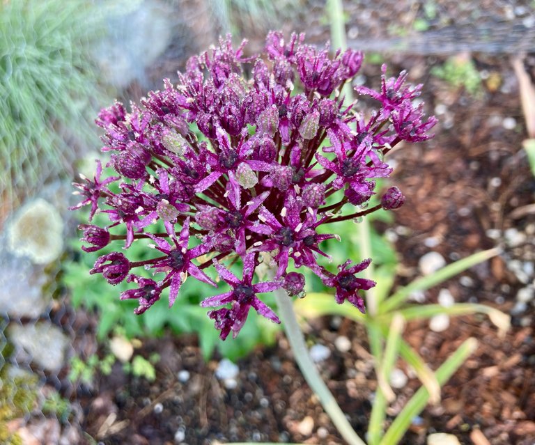 Allium