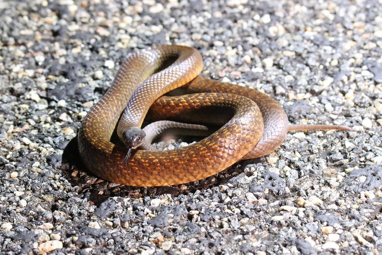 Brown Snake