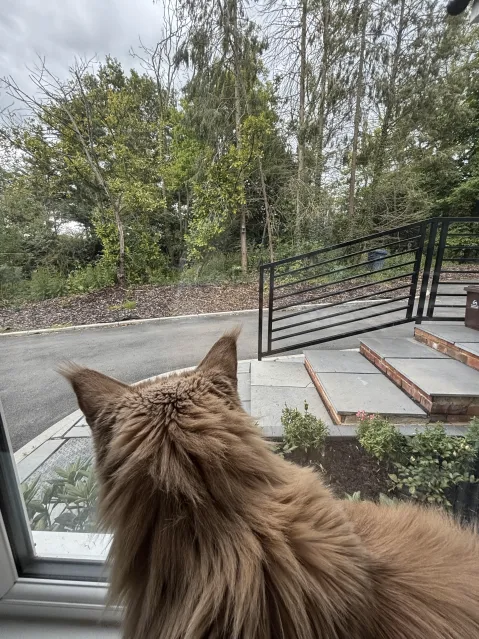Admiring The Squirrels