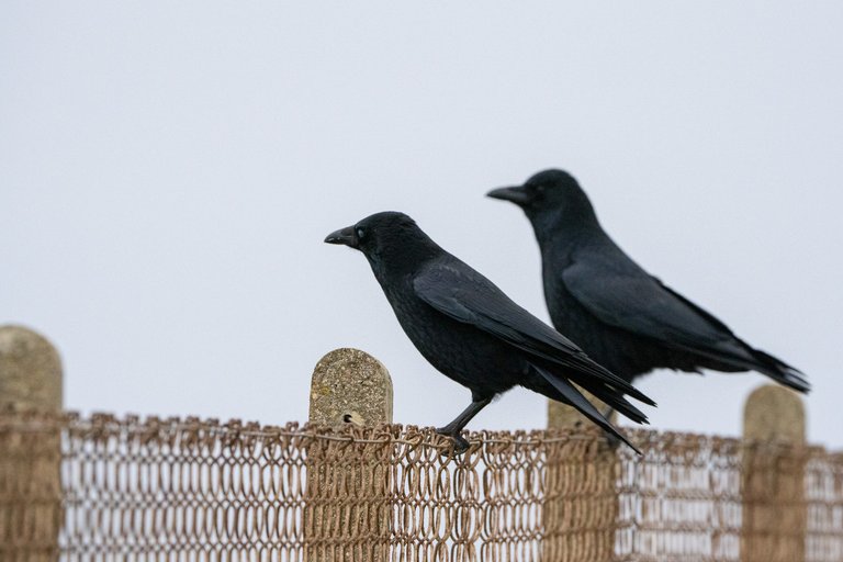 Two carrion crows standing sentry