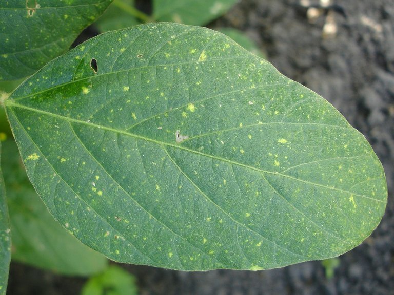 Garden pests, powdery mildew