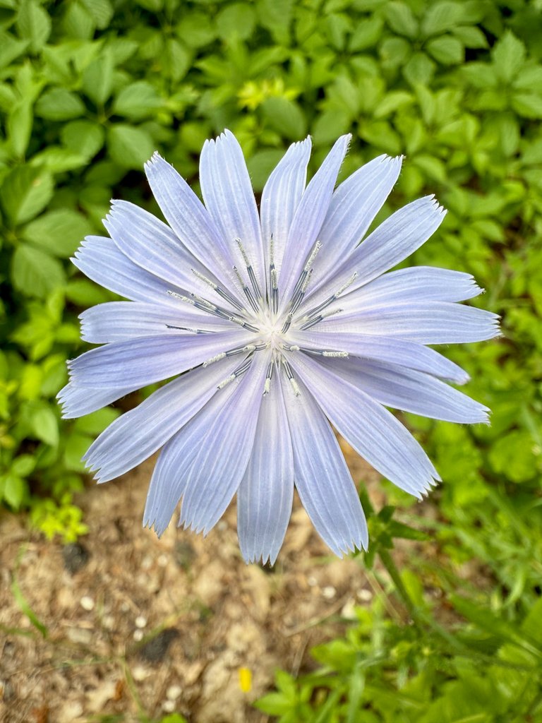 Chicory