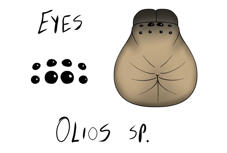 olios.png